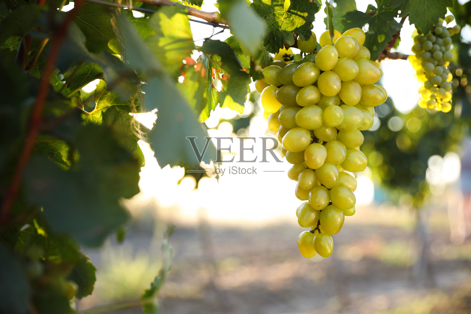 一串成熟多汁的葡萄在葡萄园的树枝上照片摄影图片