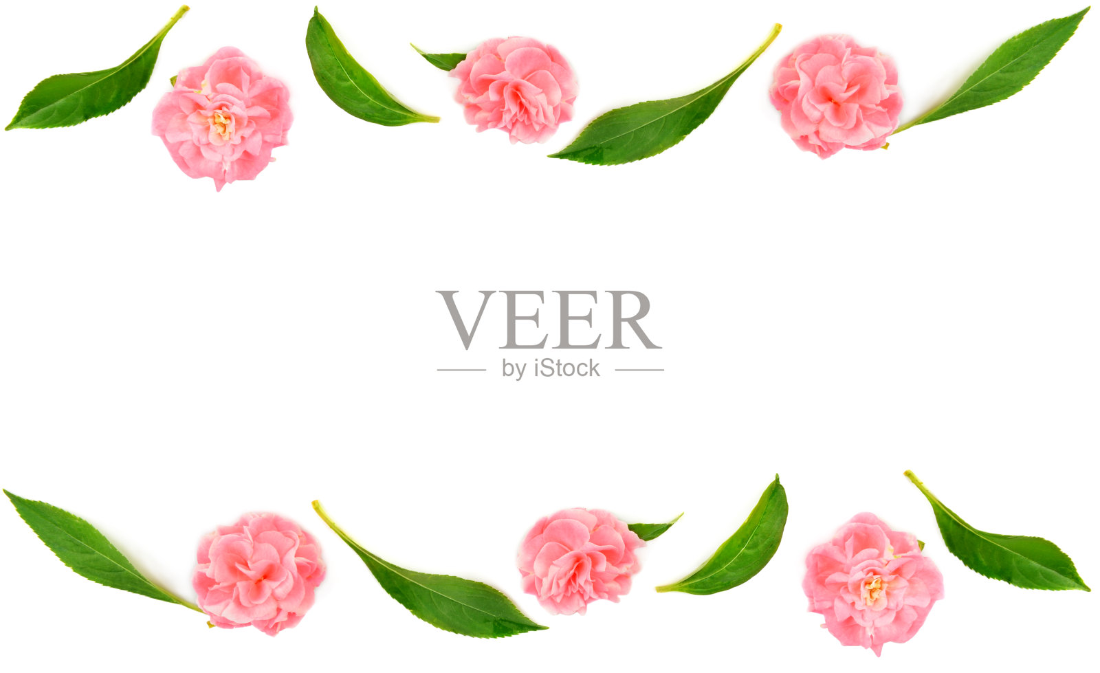 凤仙花孤立在白色上。有放置文字位置的框架形式的图案。照片摄影图片