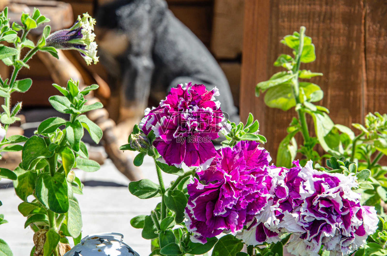 粉红色花牡丹开花背景粉红色牡丹。照片摄影图片
