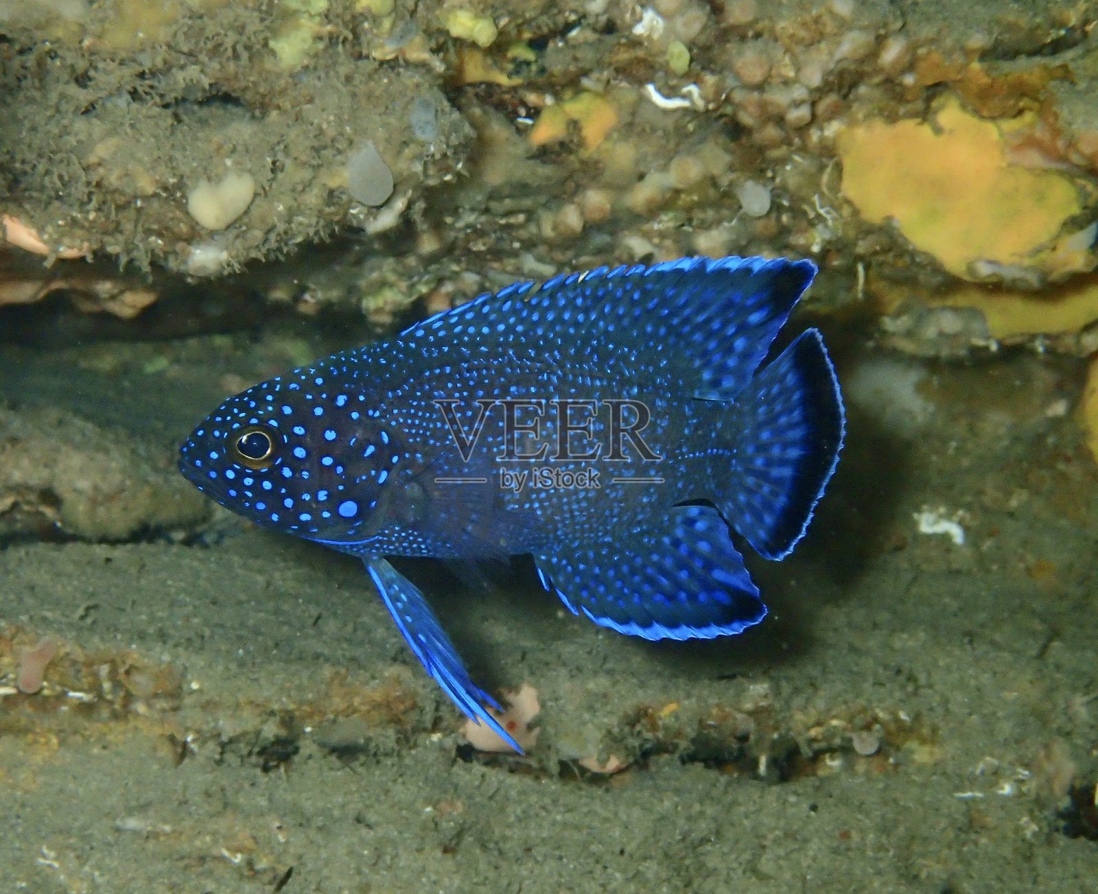 南方蓝魔鬼鱼照片摄影图片