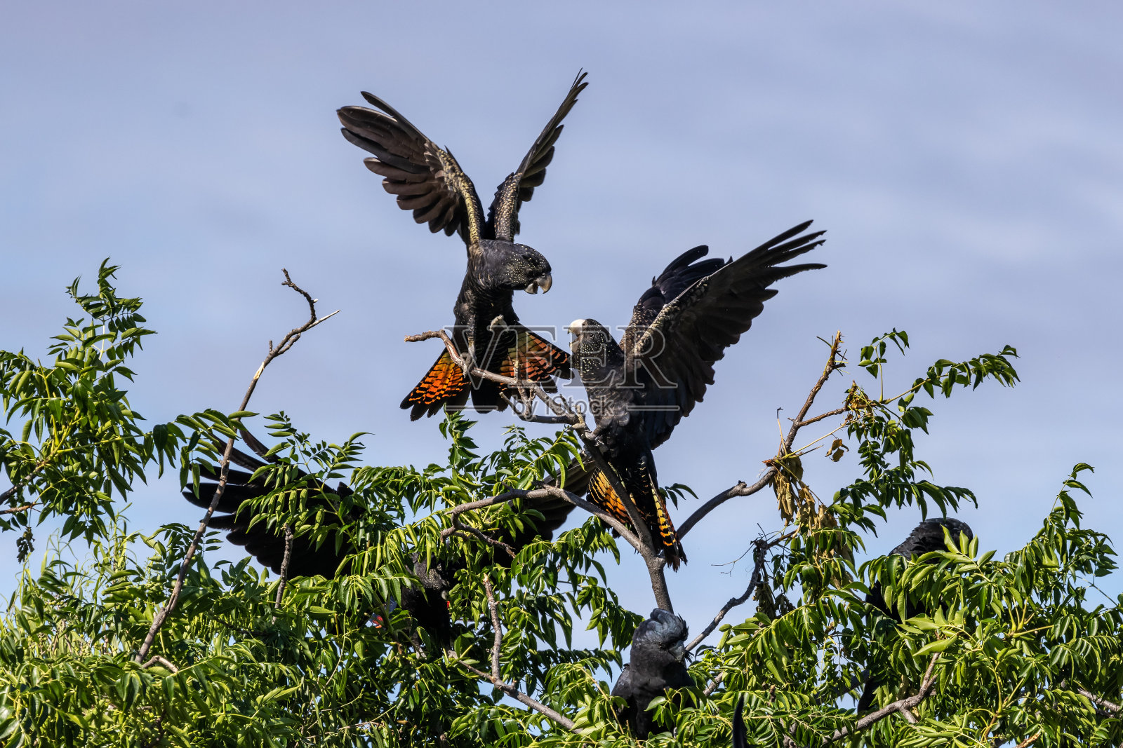 红尾黑凤头鹦鹉照片摄影图片