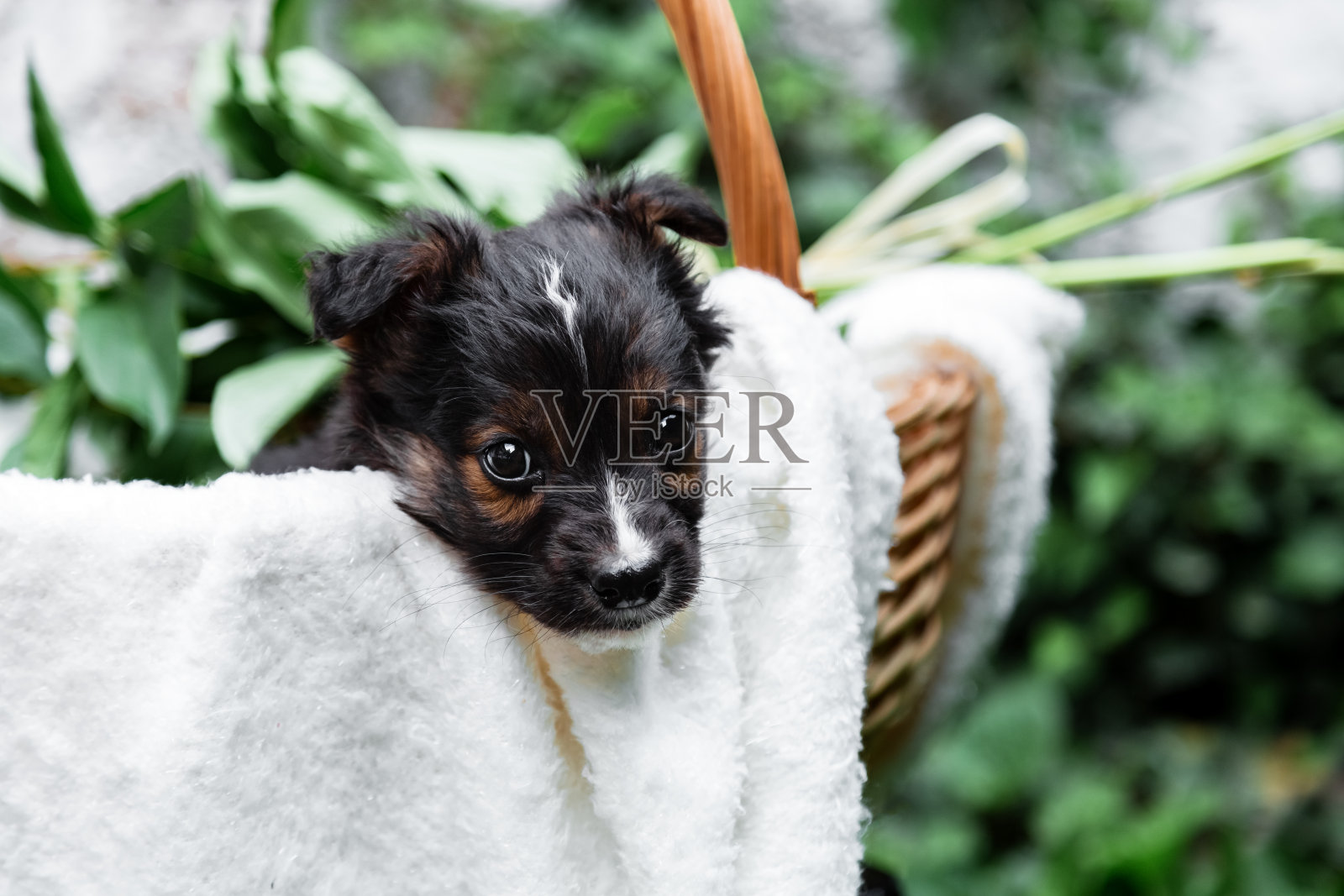 快乐的黑色小狗肖像坐在白墙背景的篮子里。夏天，快乐的狗狗在外面捧着花束。本空间照片摄影图片