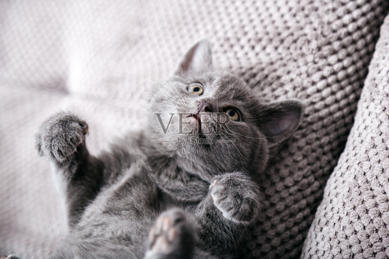 一只灰色的英国小猫躺在灰色柔软的沙发上。有趣的猫的肖像与爪子玩耍，休息小睡在床上。舒适的宠物睡在舒适的家里。顶部视图与复制空间照片摄影图片