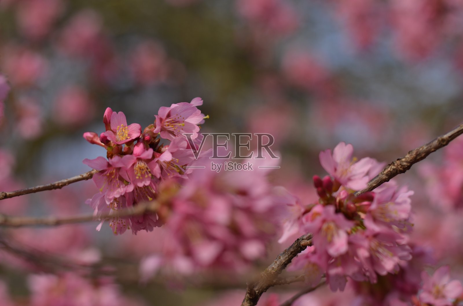 粉红色的樱花和明亮的蓝色天空照片摄影图片