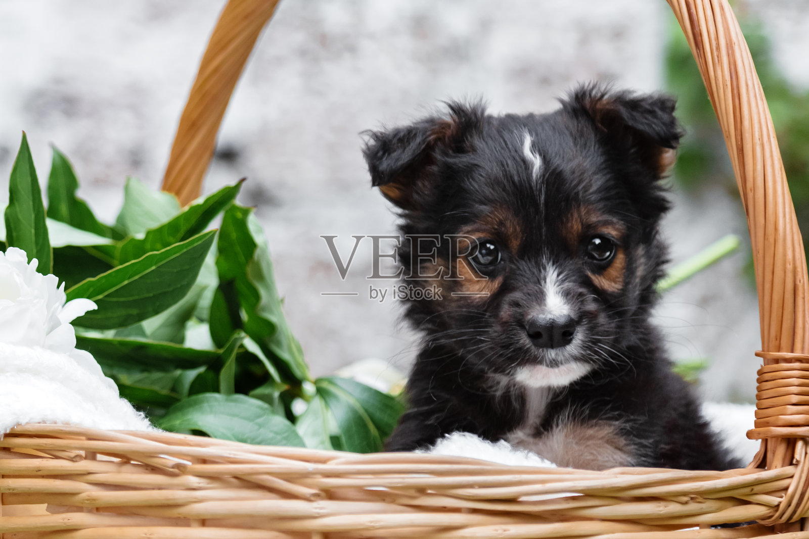 快乐的黑色小狗肖像坐在白墙背景的篮子里。快乐的狗狗，不是夏天的纯种狗。照片摄影图片