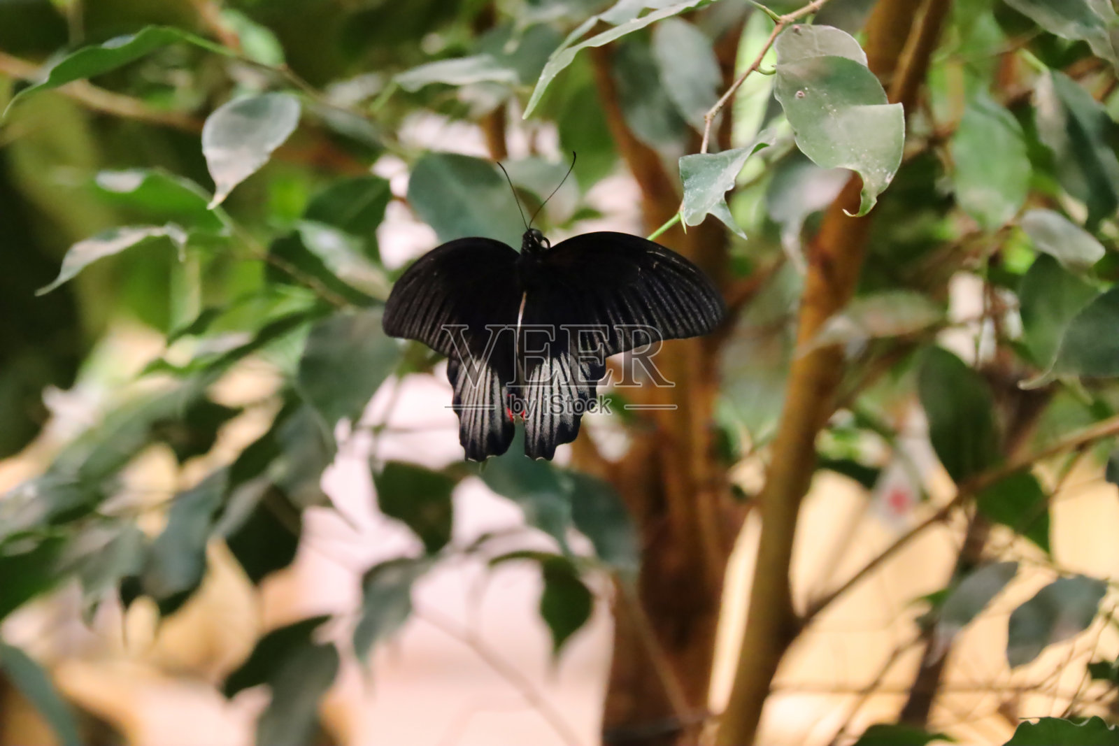 绿色植物上的黑蝴蝶，张开翅膀照片摄影图片