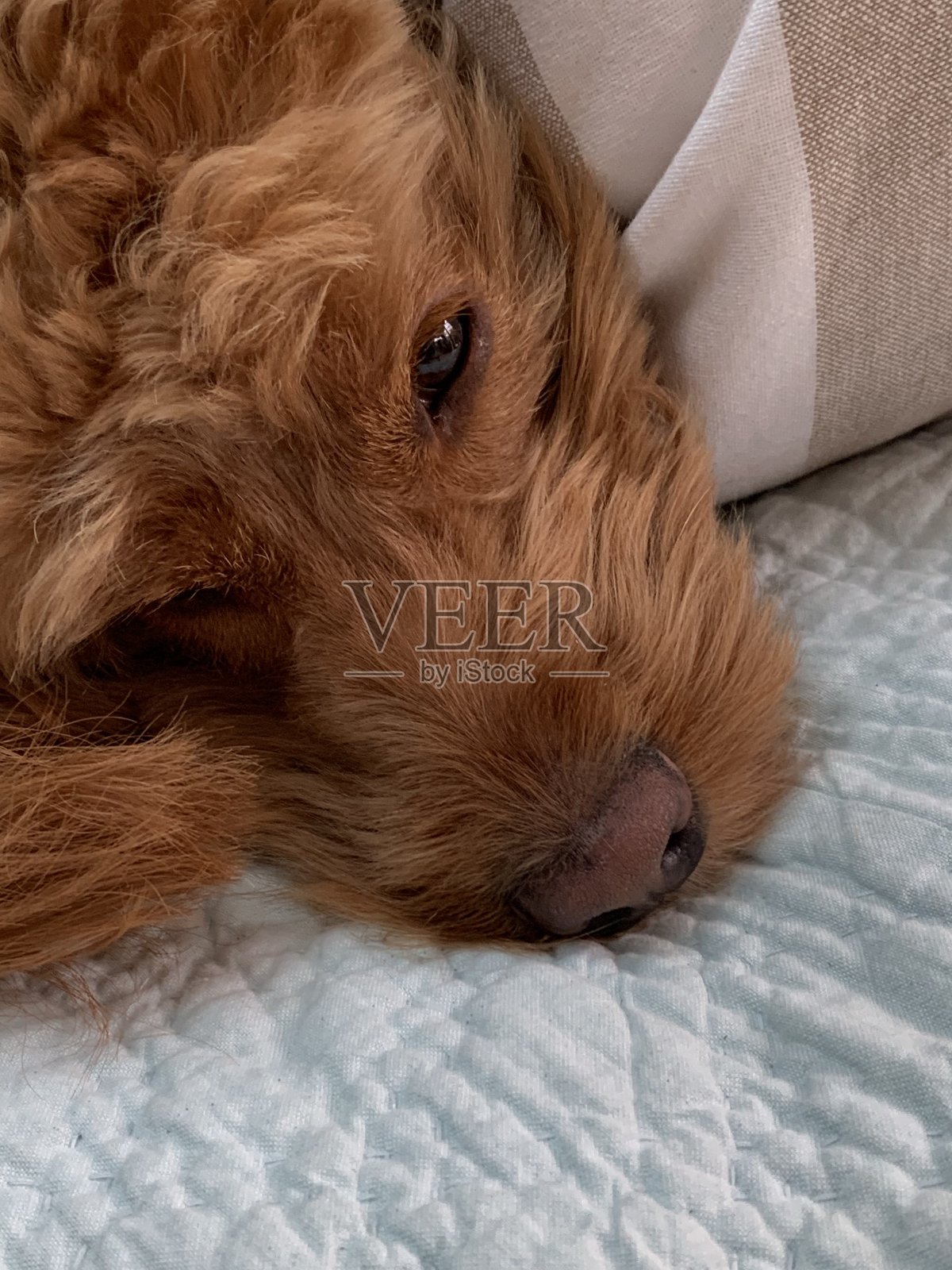 沉睡的小狗照片摄影图片