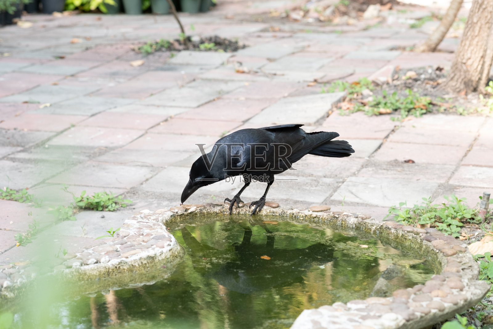 一只乌鸦独自站在池塘边照片摄影图片