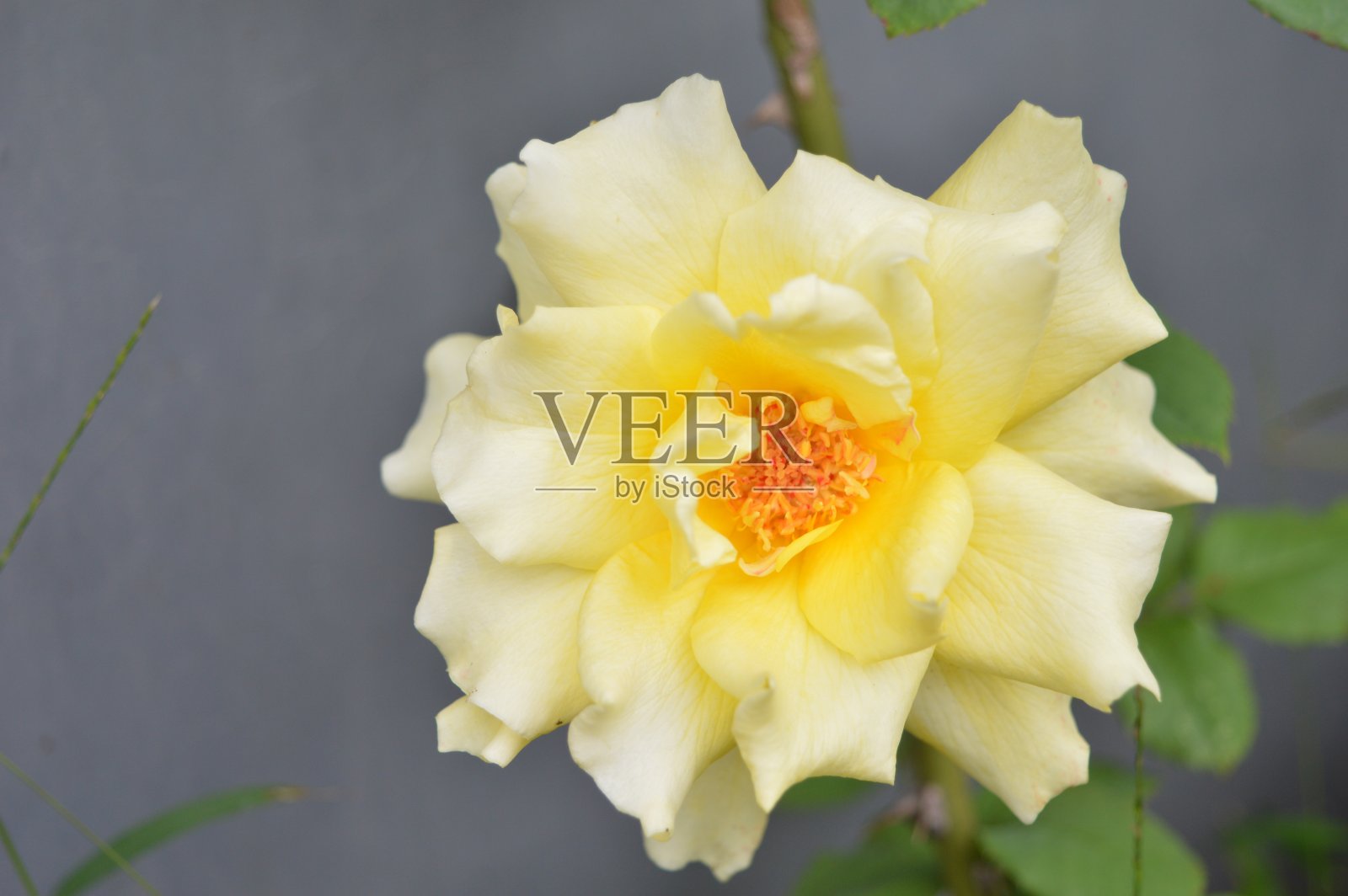 玫瑰花照片摄影图片