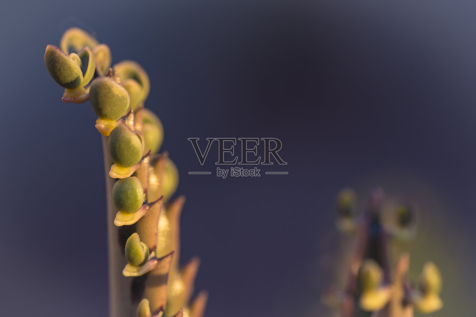 近距离微距摄影仙人掌与空间在一个花园在布宜诺斯艾利斯，阿根廷照片摄影图片