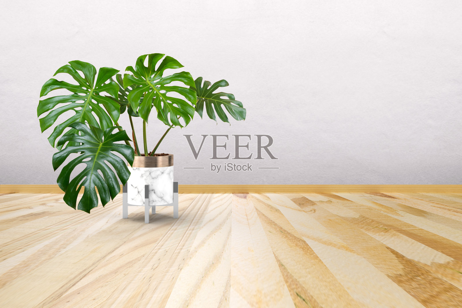 Monstera deliciosa树在白色大理石花盆在木地板与白色背景和复制空间，简约风格，室内植物照片摄影图片