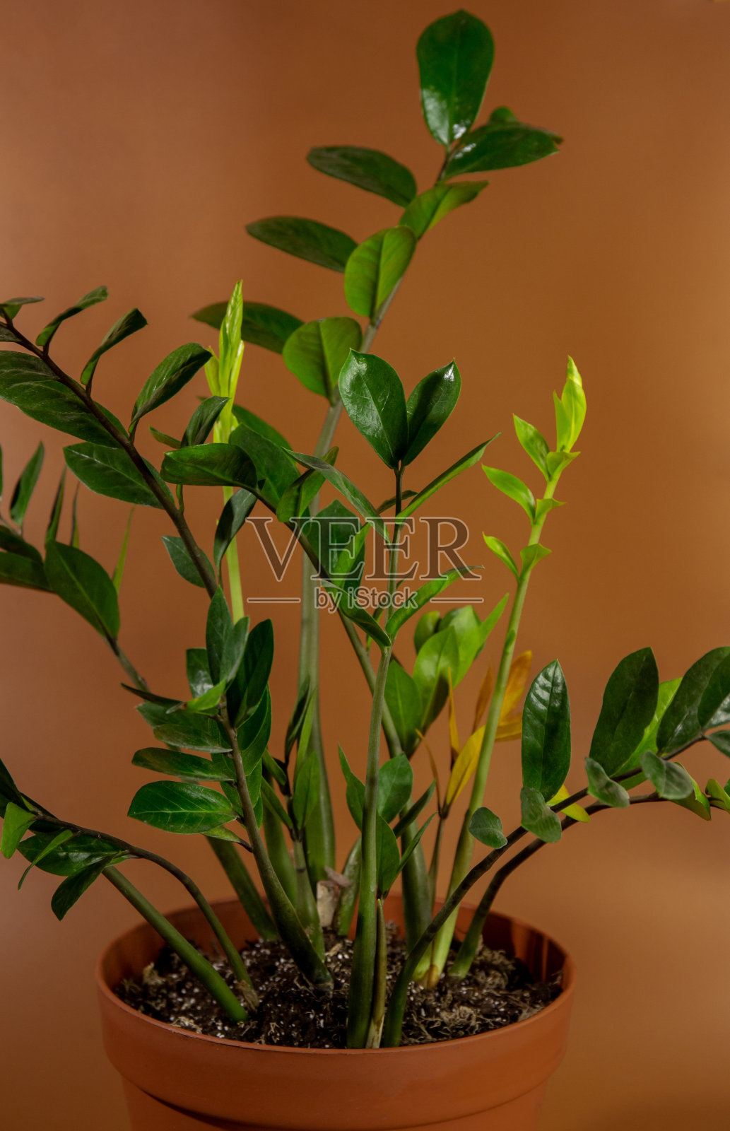 在棕色背景的花盆中，特写Zamioculcas zamiifolia的叶子。室内园艺，室内植物护理照片摄影图片
