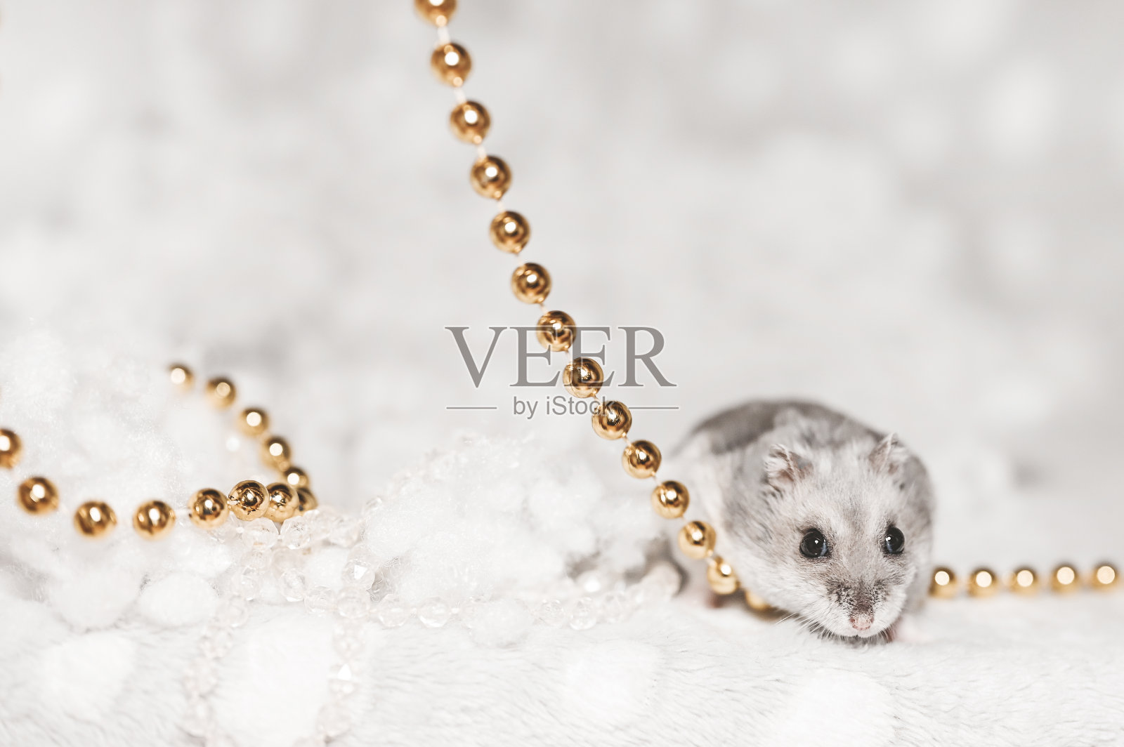 宠物和圣诞节。浅背景上有珠子的灰色仓鼠。圣诞贺卡照片摄影图片