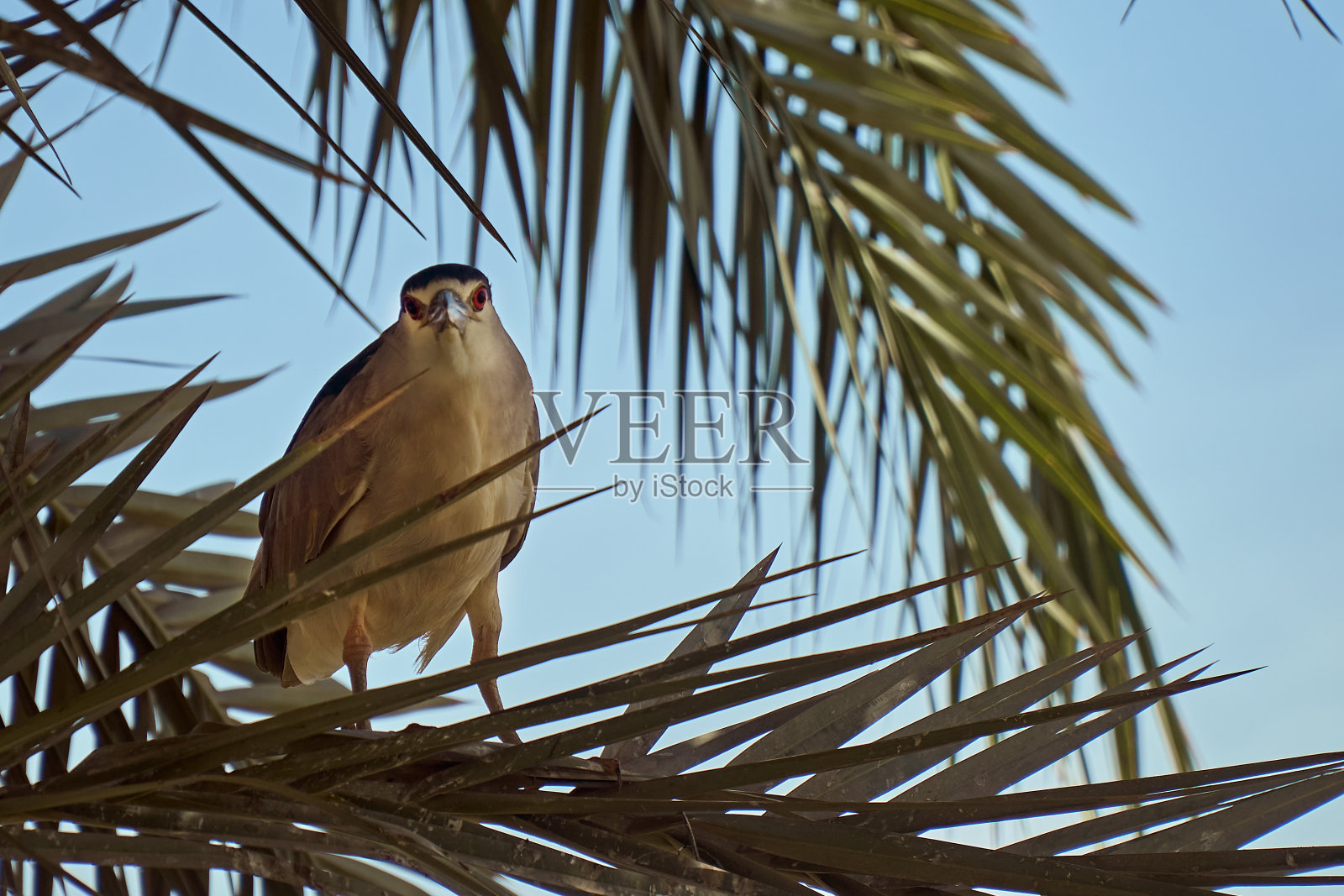 大鸟白色在棕榈树照片摄影图片
