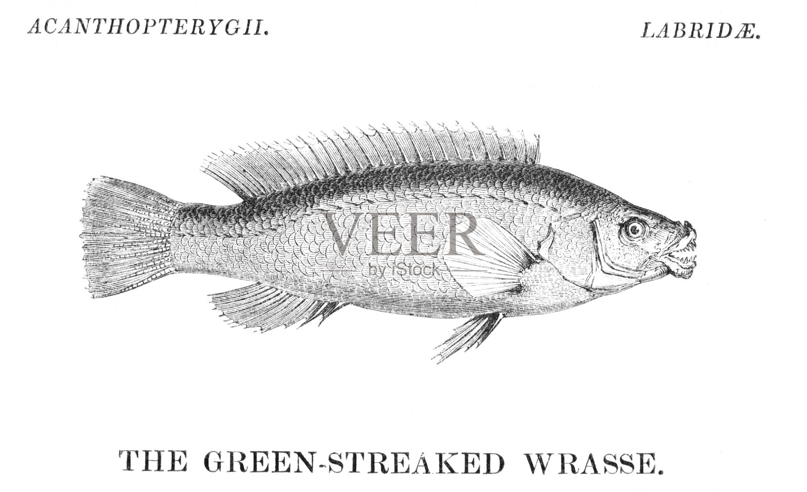 Green-streaked濑鱼鱼插画图片素材