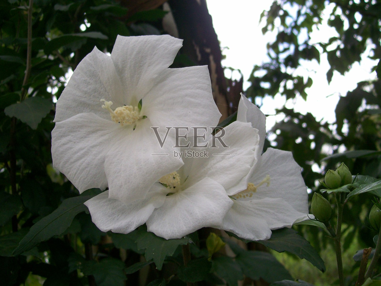 花照片摄影图片