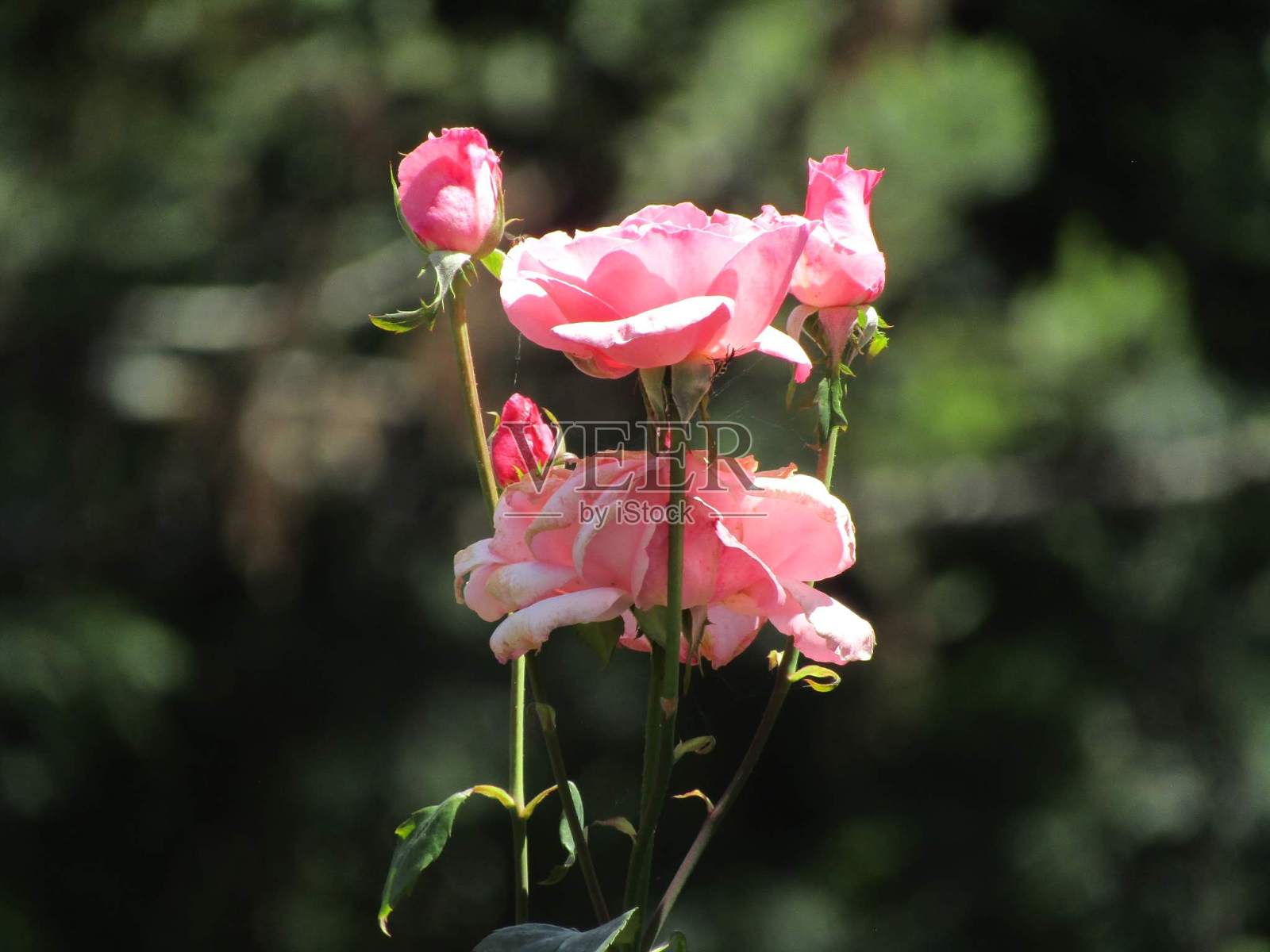 花照片摄影图片