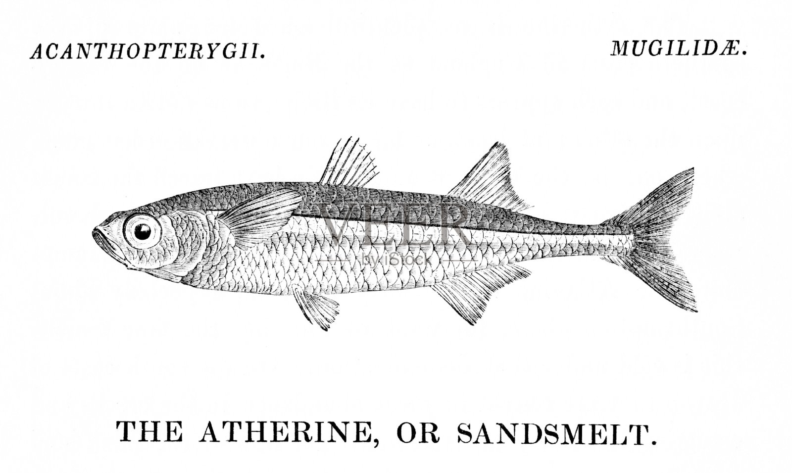 凯瑟琳或Sandsmelt Fish插画图片素材