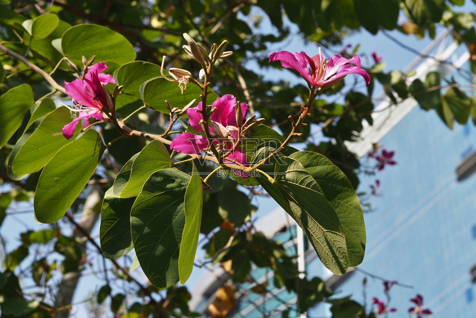 公园里的洋紫荆照片摄影图片