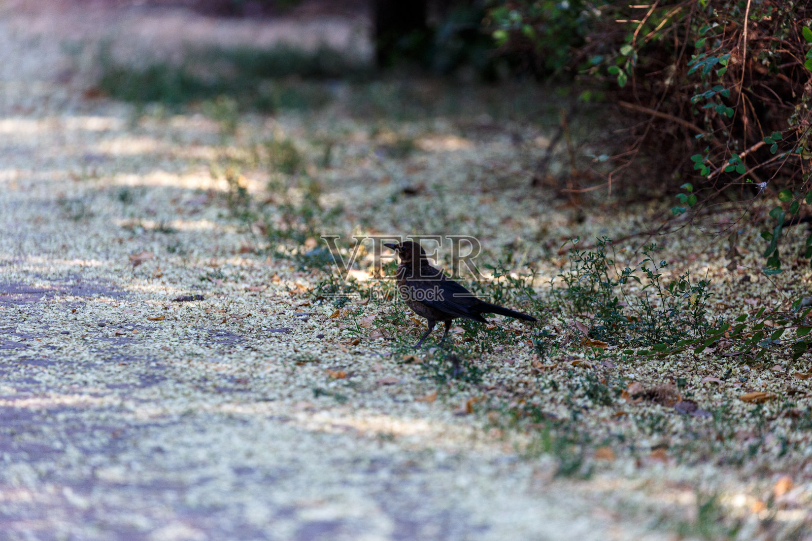 公园草地上常见的画眉照片摄影图片