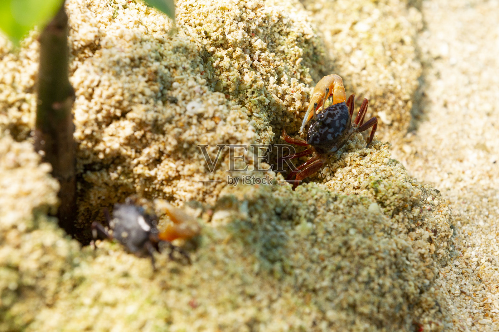 蟹照片摄影图片