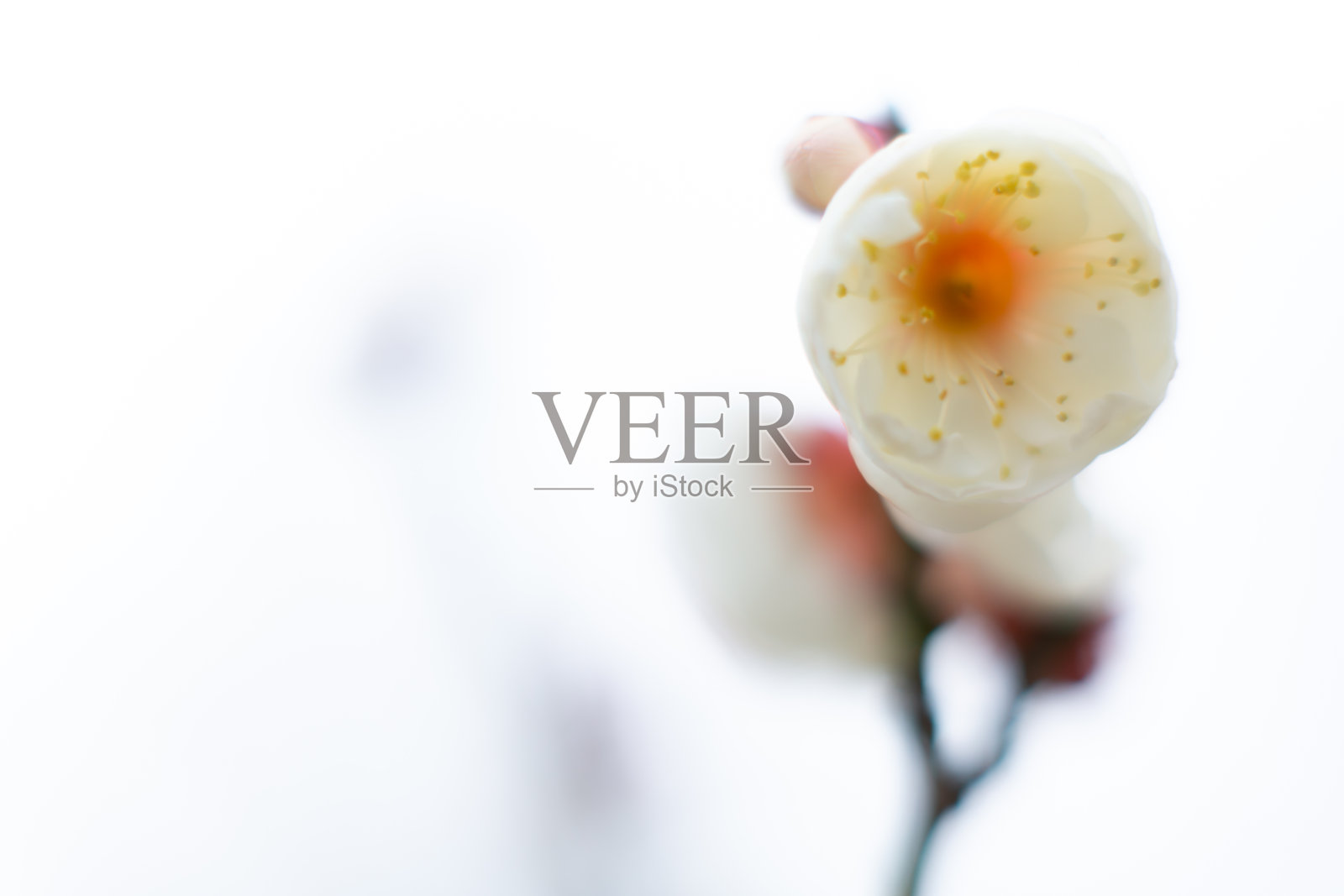 梅花照片摄影图片