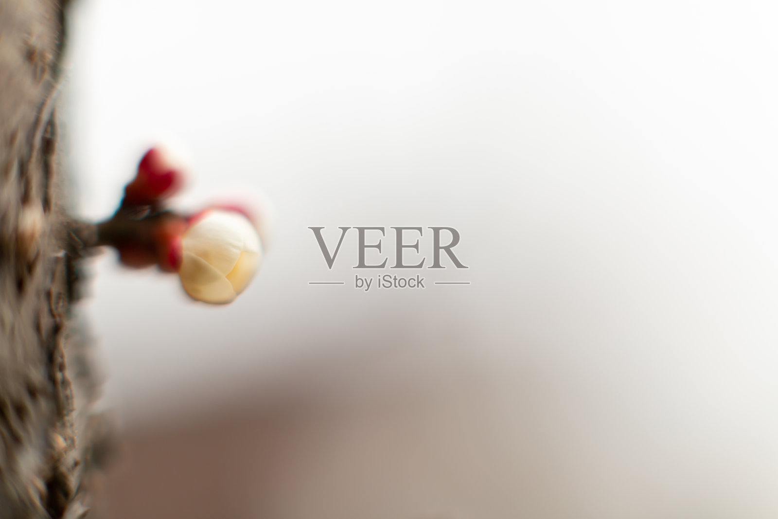 梅花照片摄影图片