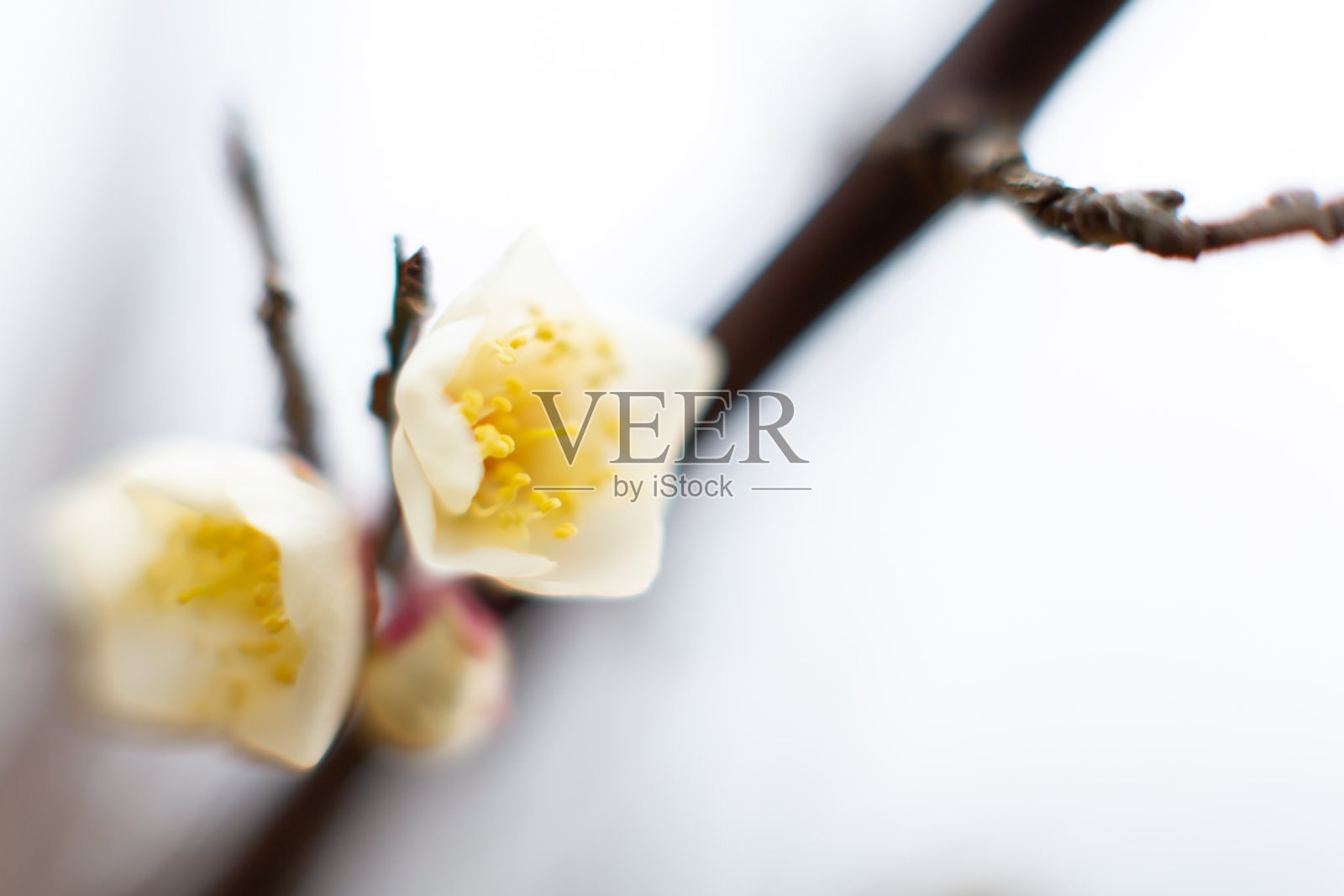 梅花照片摄影图片