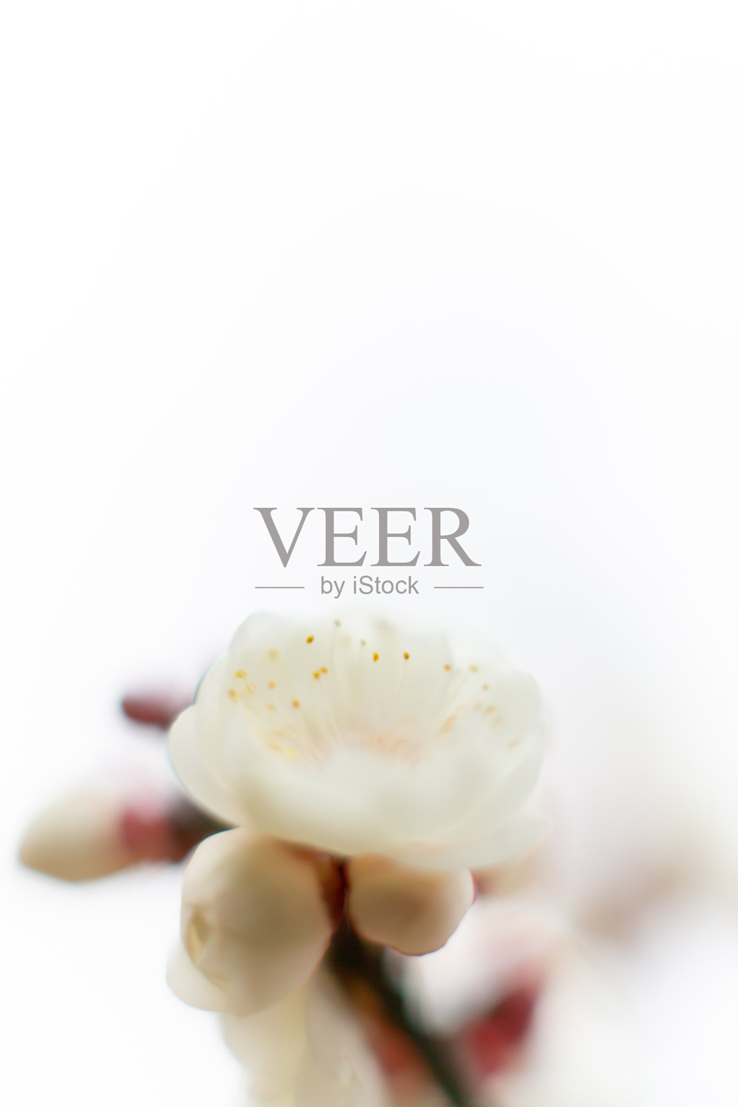 梅花照片摄影图片