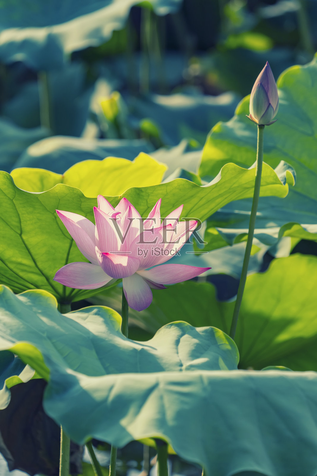 绿叶中有粉红的荷花照片摄影图片