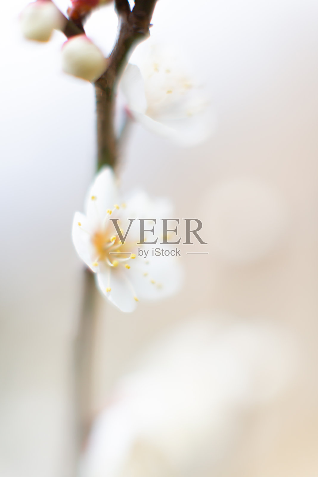 梅花照片摄影图片