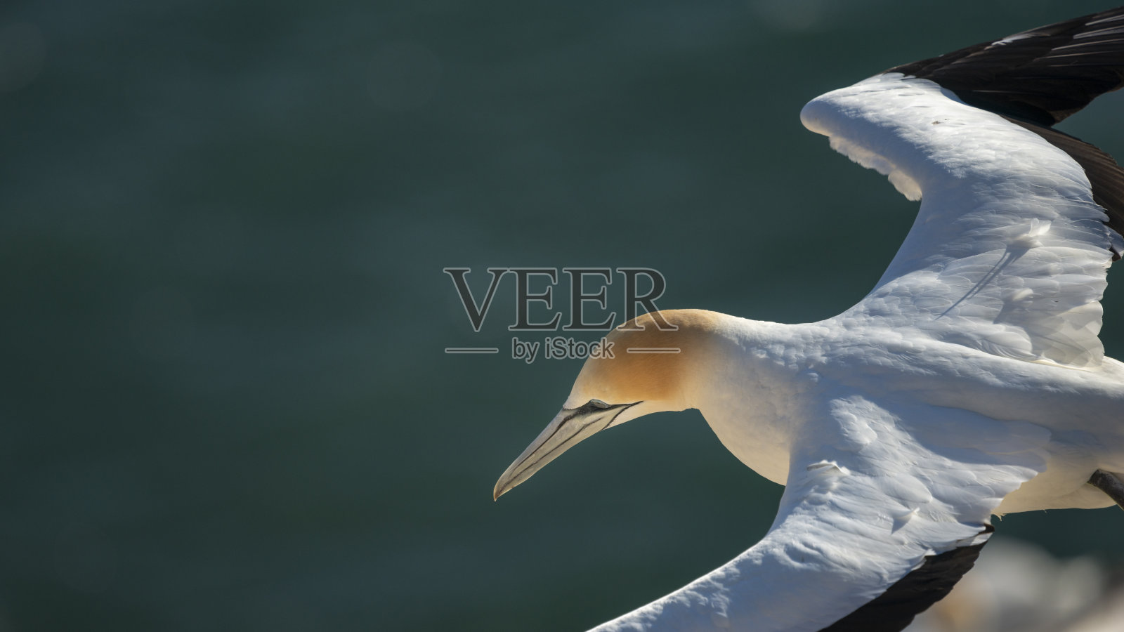 近距离拍摄的塘鹅在日落时飞行。高角度的观点。奥克兰的Muriwai Gannet殖民地。照片摄影图片