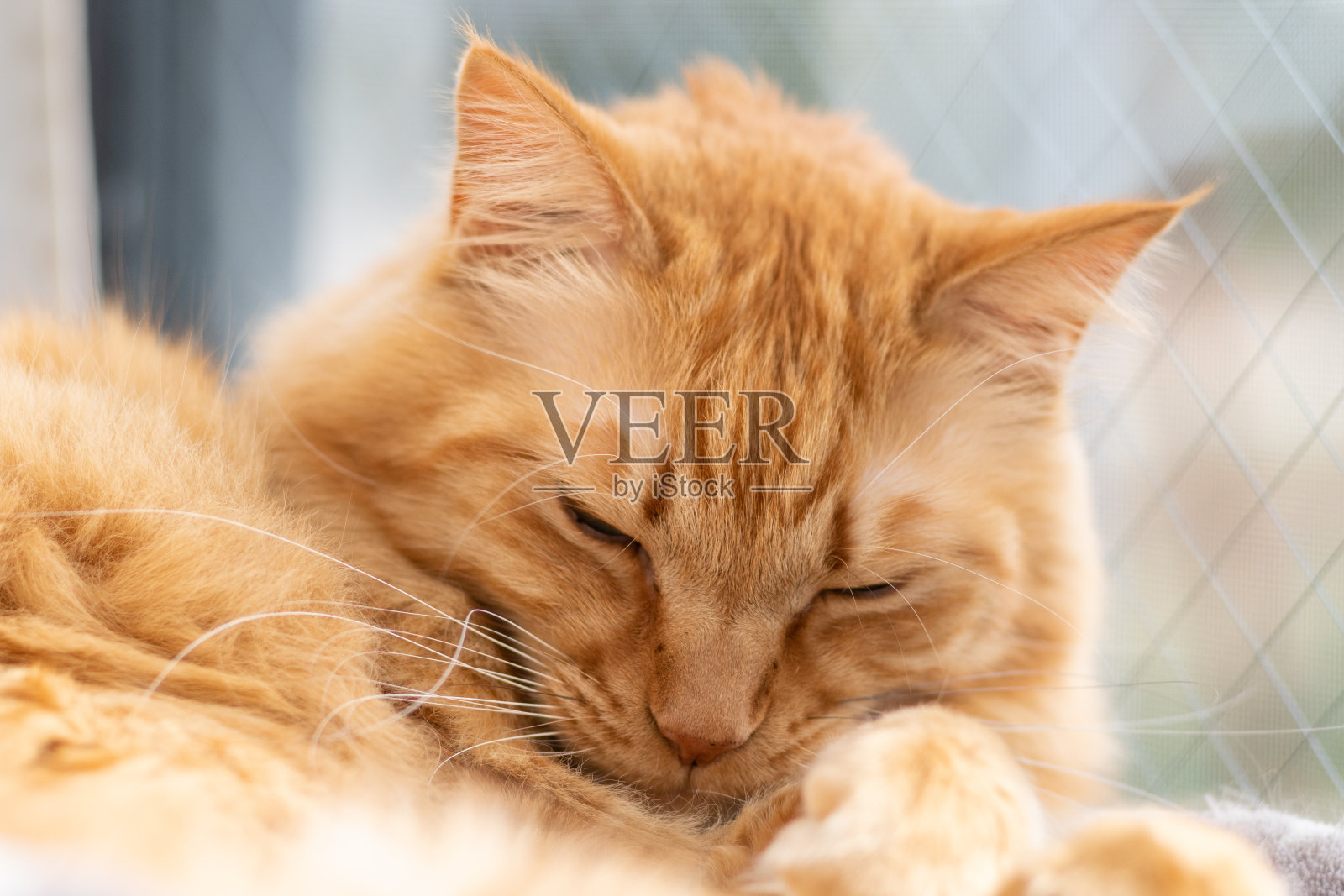 睡觉的猫照片摄影图片