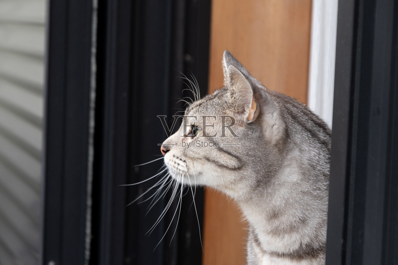 猫照片摄影图片