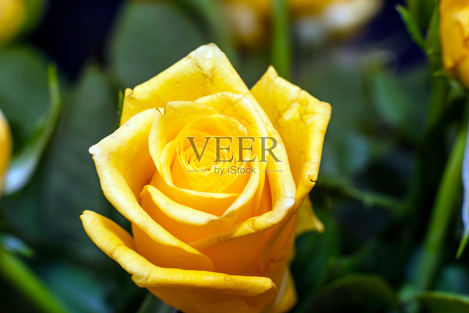 美丽的黄色玫瑰，宏观黄色玫瑰特写。在室内拍摄。照片摄影图片