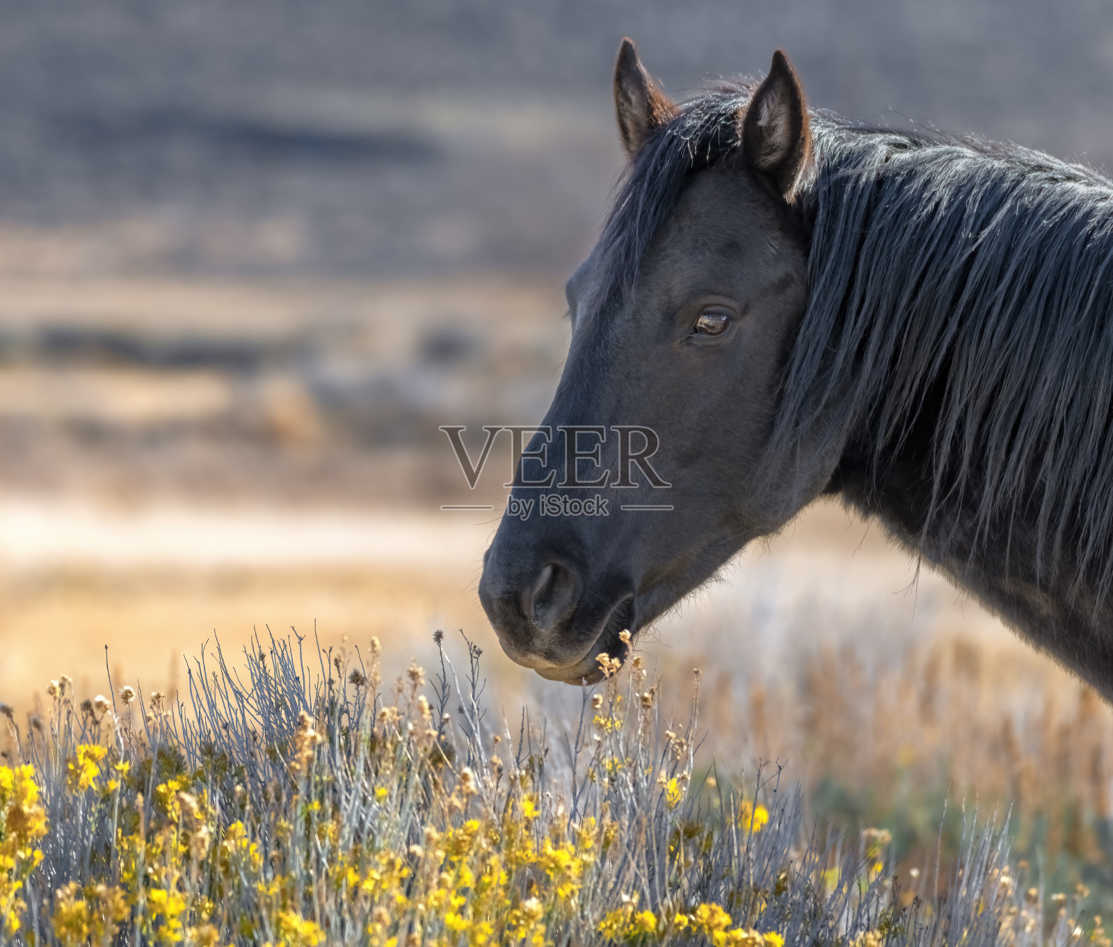 美国内华达州的野马和野马照片摄影图片