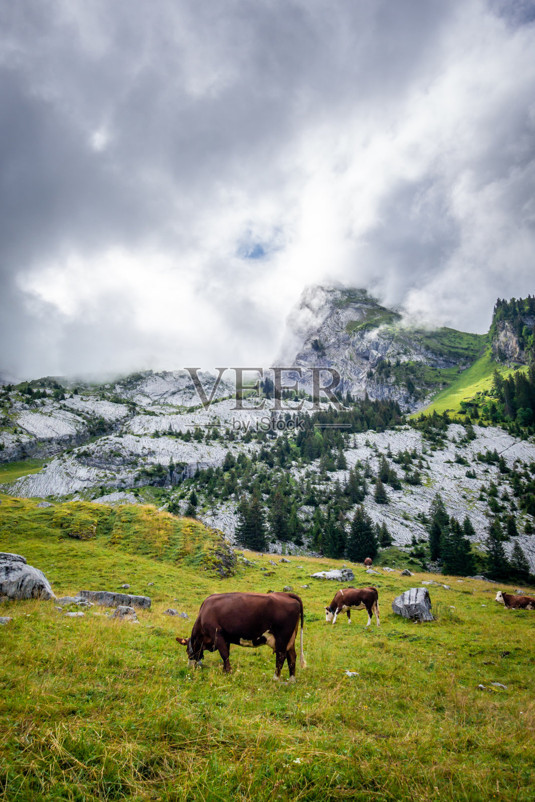 山上的牛群。La Clusaz、法国照片摄影图片