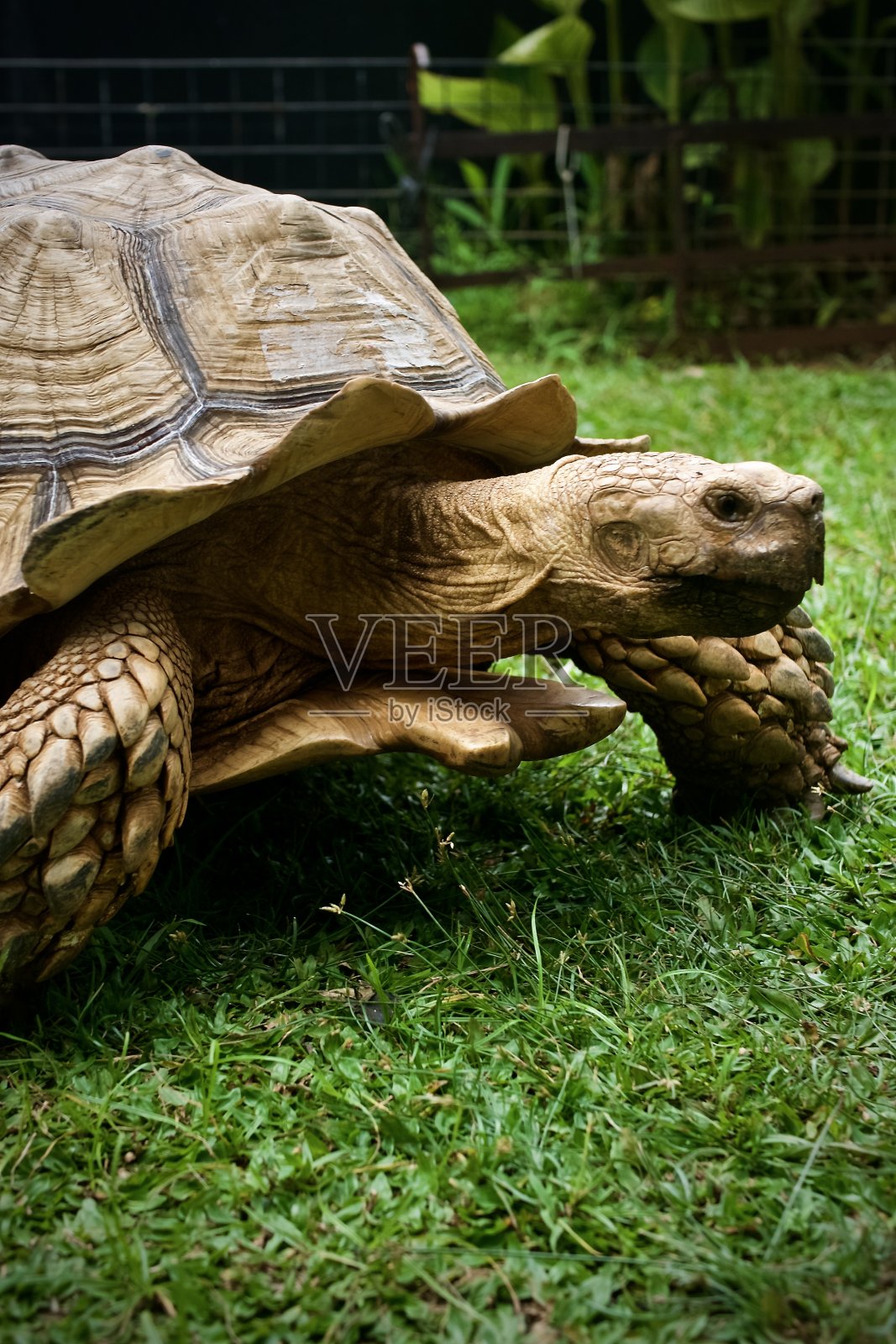 把它缓慢照片摄影图片