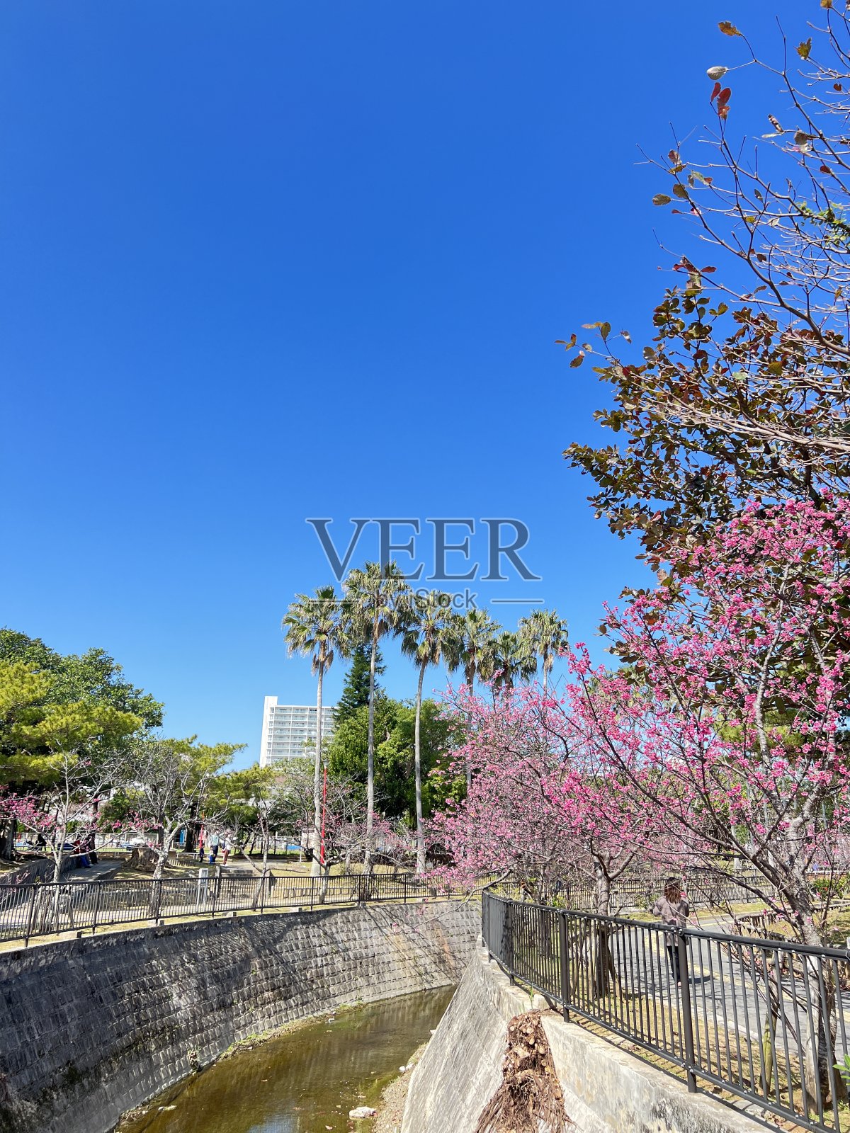 在冲绳那霸瑜伽公园，鲜红的樱花盛开照片摄影图片