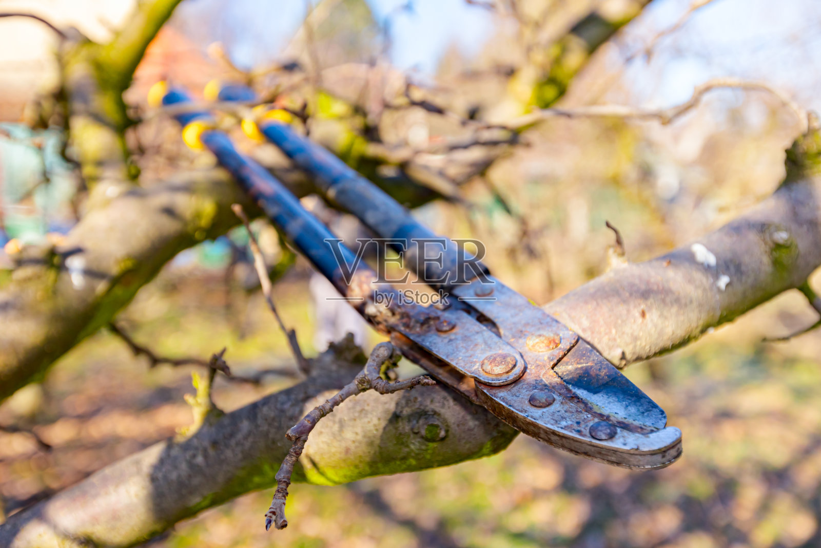 长剪的刀片，用来修剪果园里的果树照片摄影图片