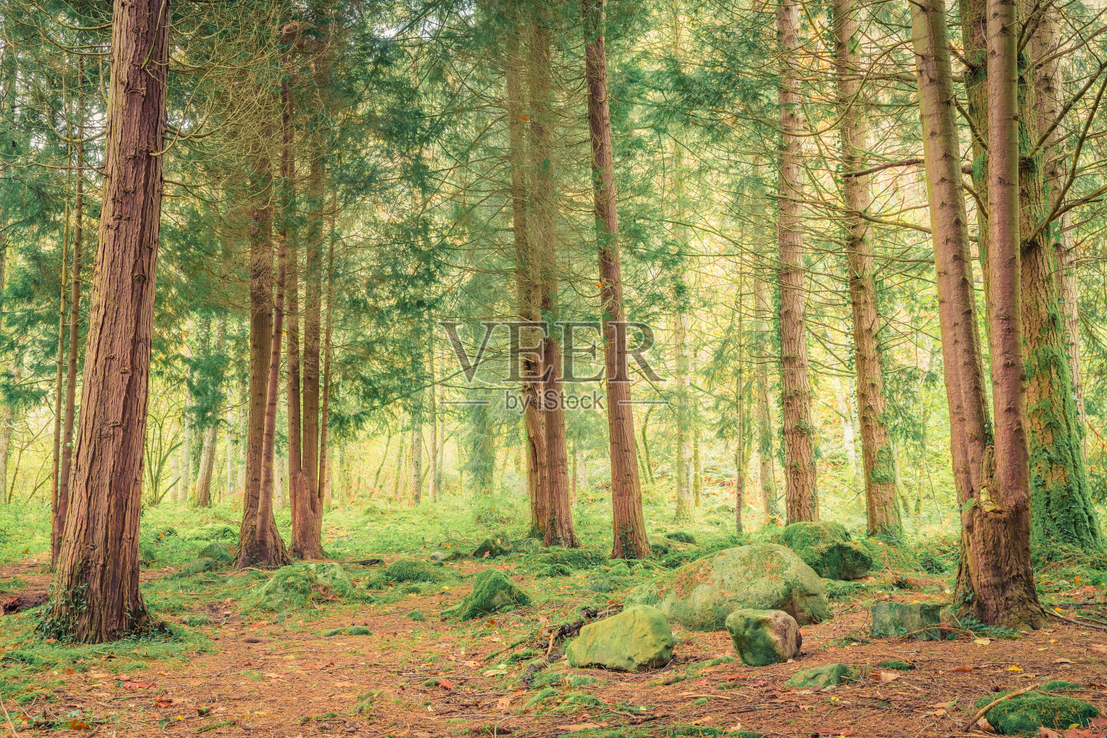 松林照片摄影图片