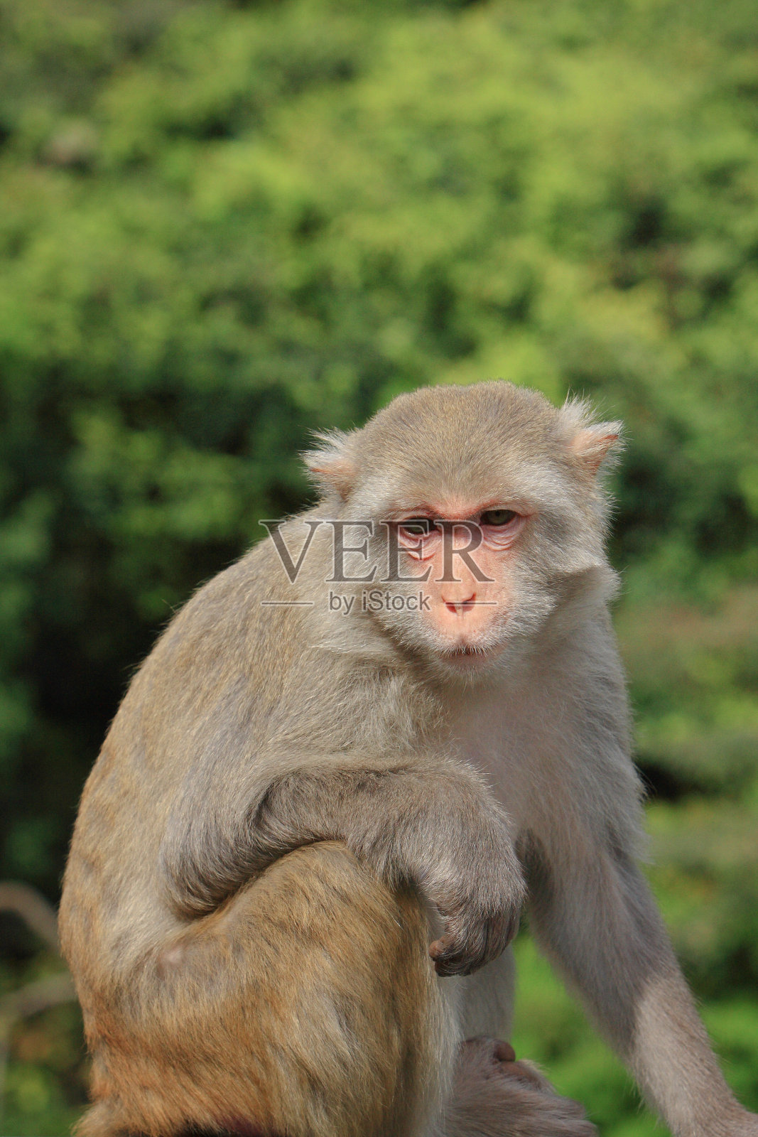 一只在香港郊野公园的猴子照片摄影图片