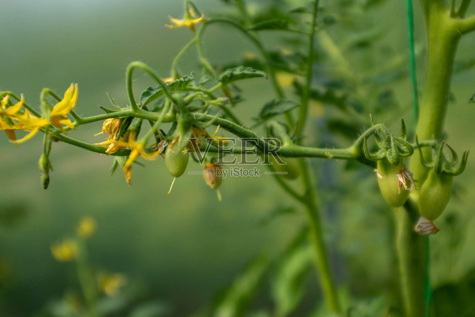 一个盛开的黄色番茄花，特写。绿色的叶子中，黄色的西红柿花和细长的花瓣盛开了。一个盛开的番茄花出版，海报，屏幕保护程序，墙纸，明信片照片摄影图片