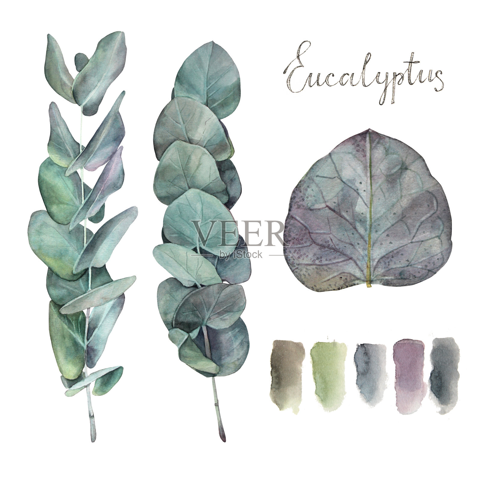 设置水彩桉树和字母孤立在白色背景上。手工绘制的植物元素婚礼庆典。绿色蓝色的树枝和叶子。剪贴画包装墙纸速写本插画图片素材