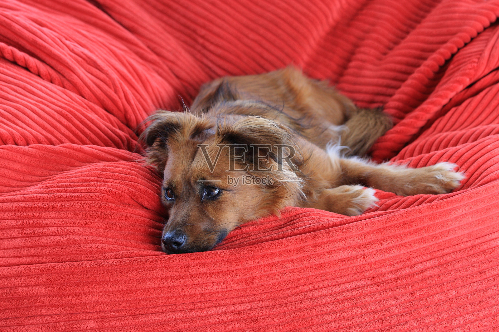 狗在豆袋沙发上休息，Infanta，南非照片摄影图片