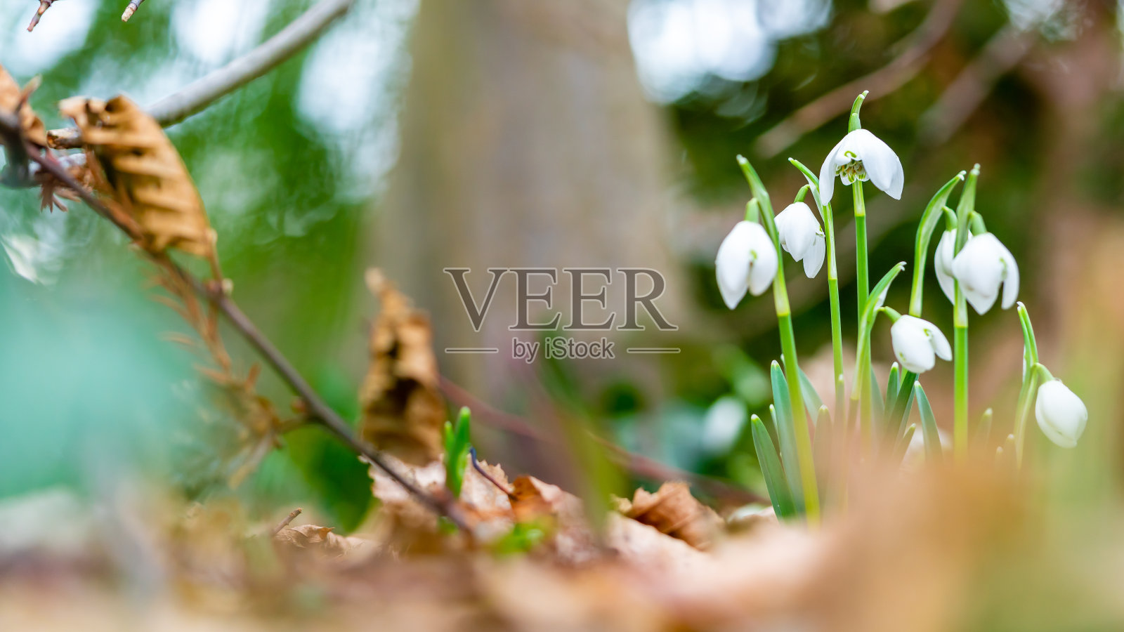 雪花莲照片摄影图片