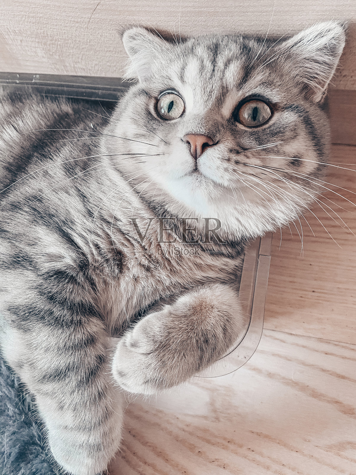 可爱的苏格兰猫，美丽的家猫甜甜地睡觉照片摄影图片