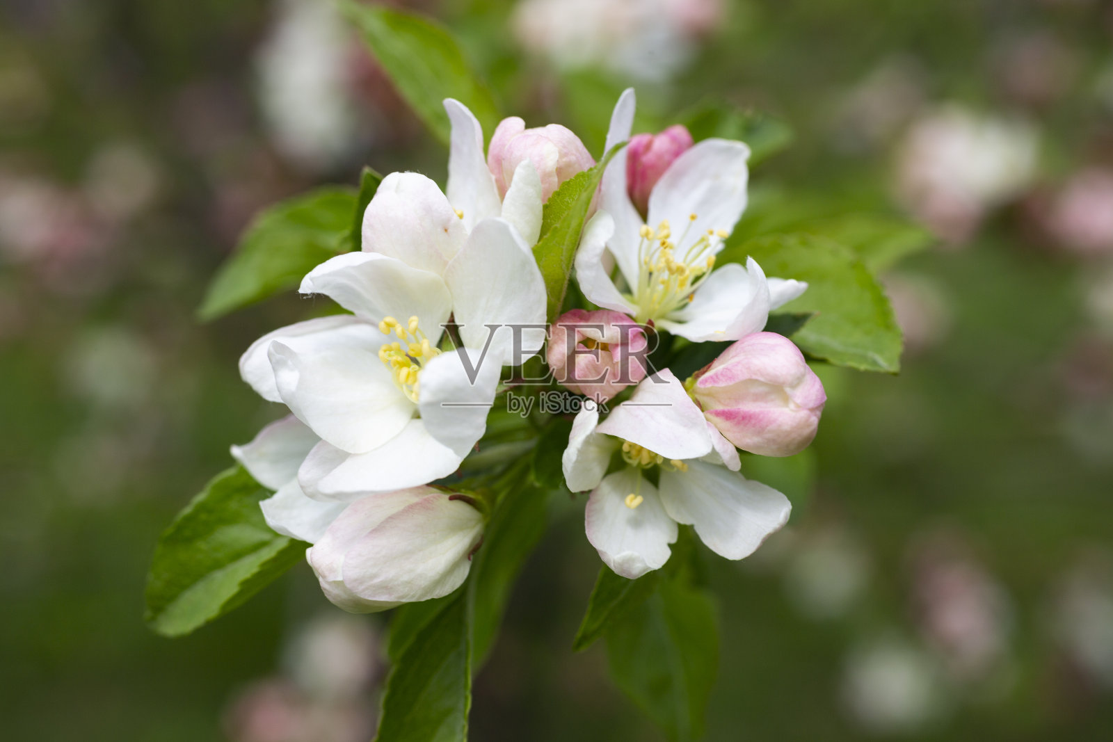 特写树枝的苹果树与粉红色的花的背景开花的树木春天的时间照片摄影图片