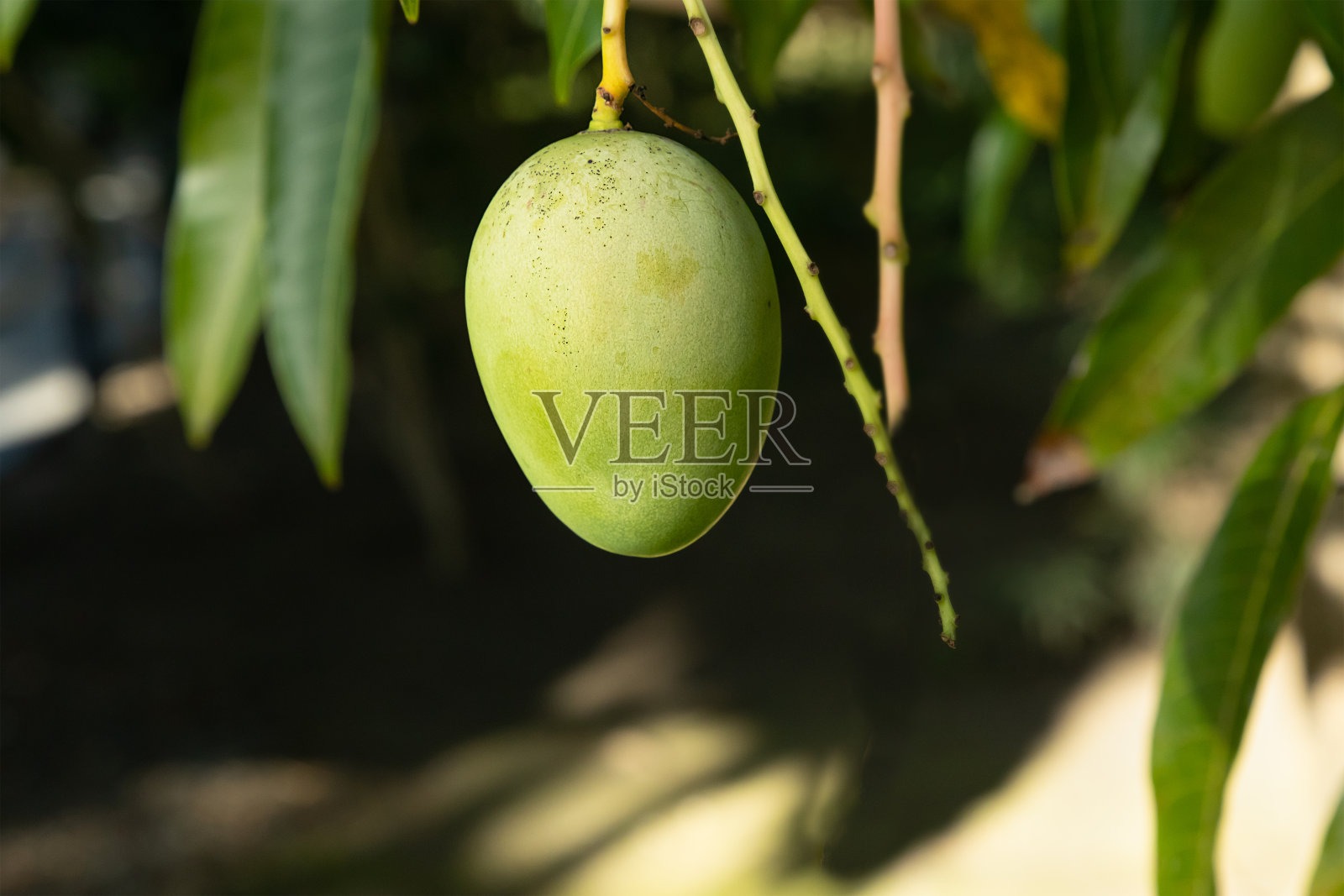 一个阳光明媚的日子，绿色的小芒果在树叶的背景上。照片摄影图片