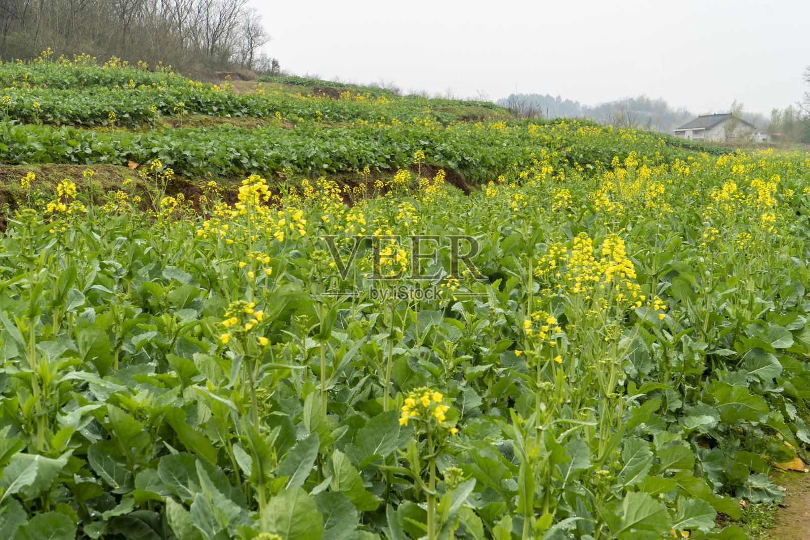 中国湖南的乡村景观照片摄影图片